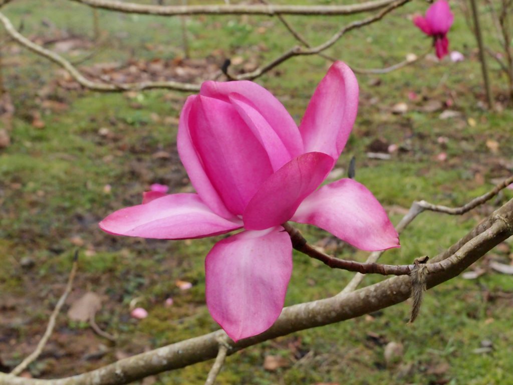 Magnolia 'Caerhay's Splendour'