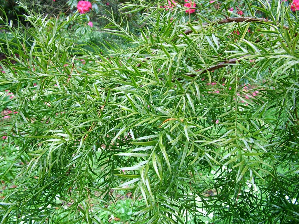 Podocarpus collection growing list | Caerhays Estate