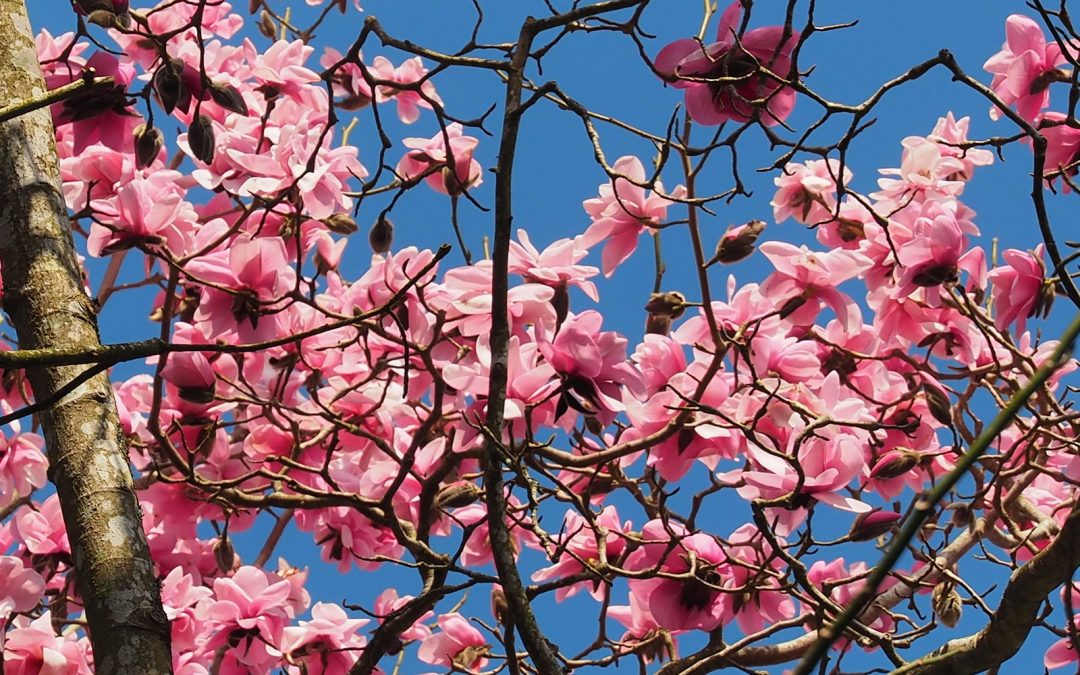 Early flowering Magnolias