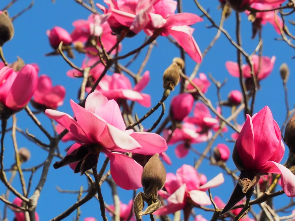 Recent Magnolia Registrations on the Caerhays Estate