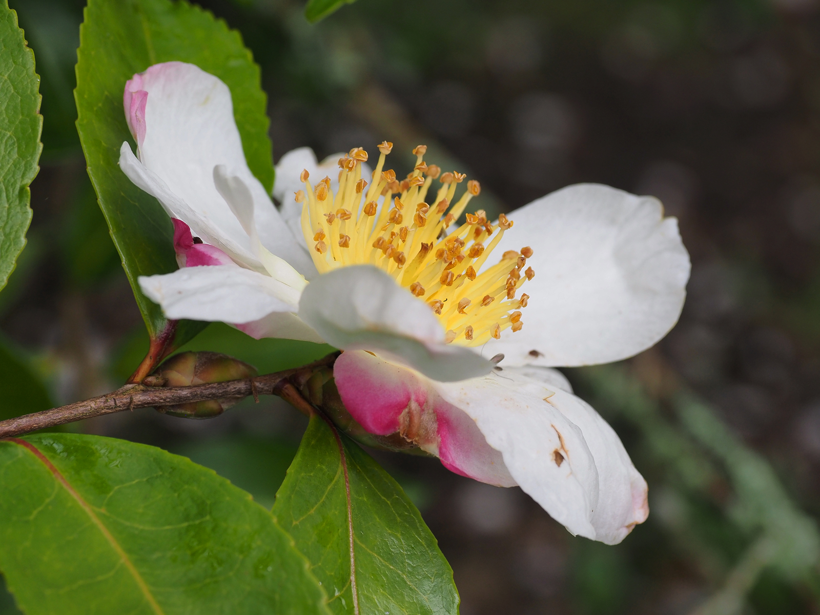 Scented late autumn flowering Camellias Caerhays Estate