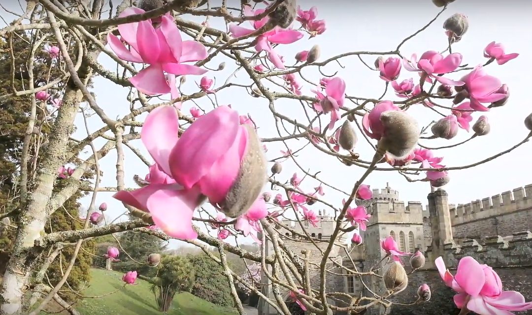 Magnolia 'Lanarth' spring 2020
