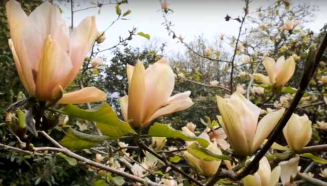 Magnolia Tropicana Thumbnail