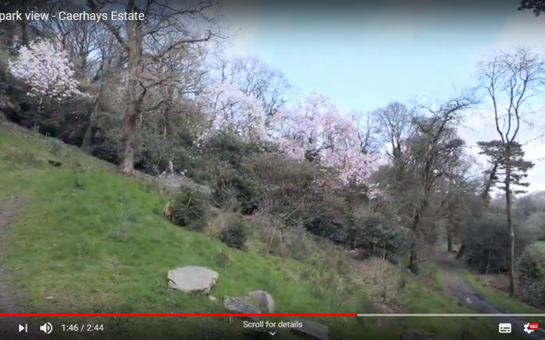 Old Park Wood vlog