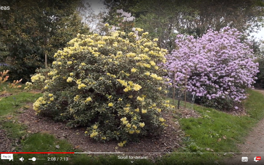 vlog Rhododendrons