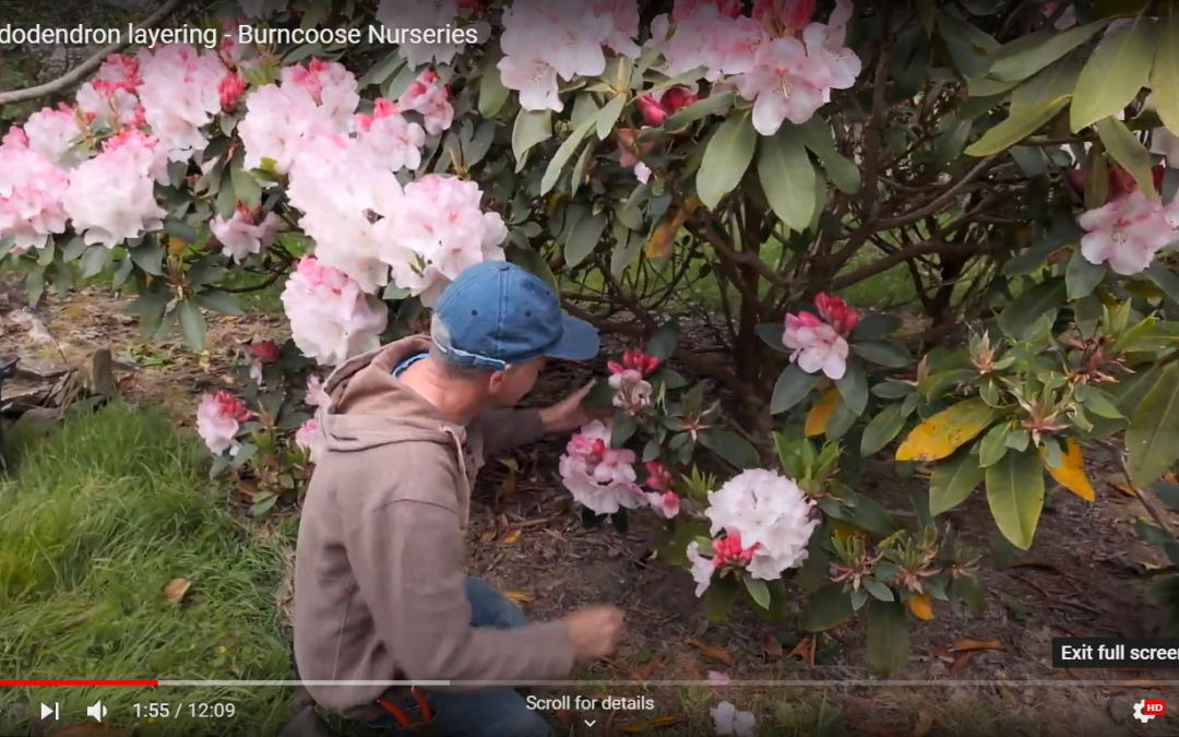 Vlog layering rhododendron lem's monach
