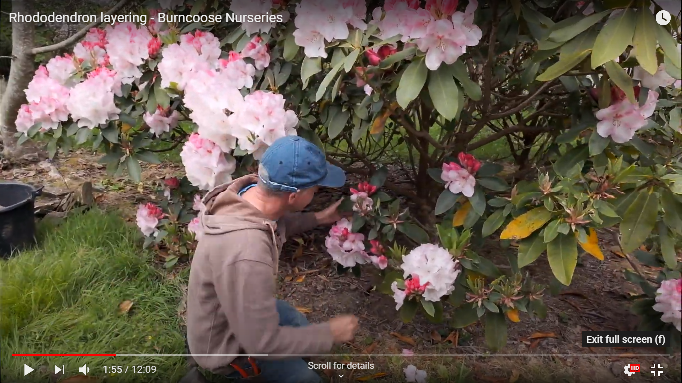 Propagating Rhododendron Propagating by Layering Rhododendrons | Caerhays Estate
