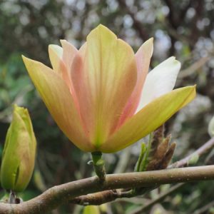 Magnolia 'Tropicana'