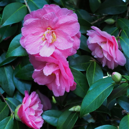 Camellia x williamsii ‘Celebration’