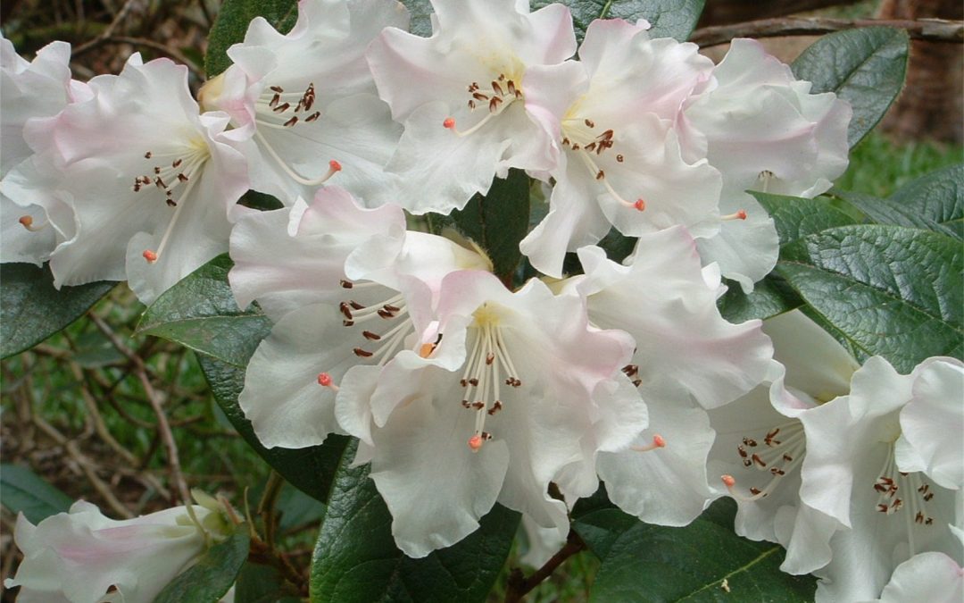 Scented Rhodies – RHS Lecture