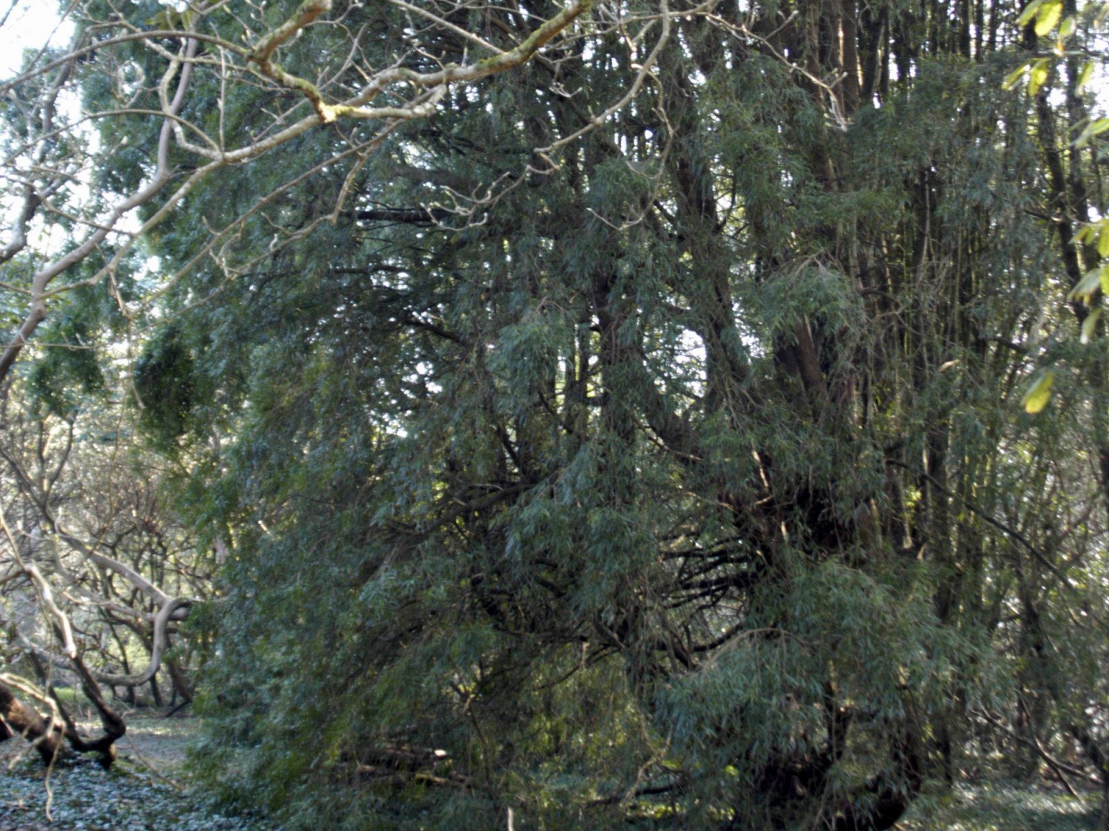 Podocarpus salignus