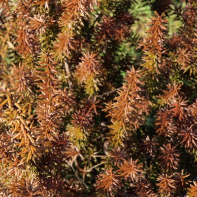 The Podocarpus collection at Caerhays Estate, Cornwall