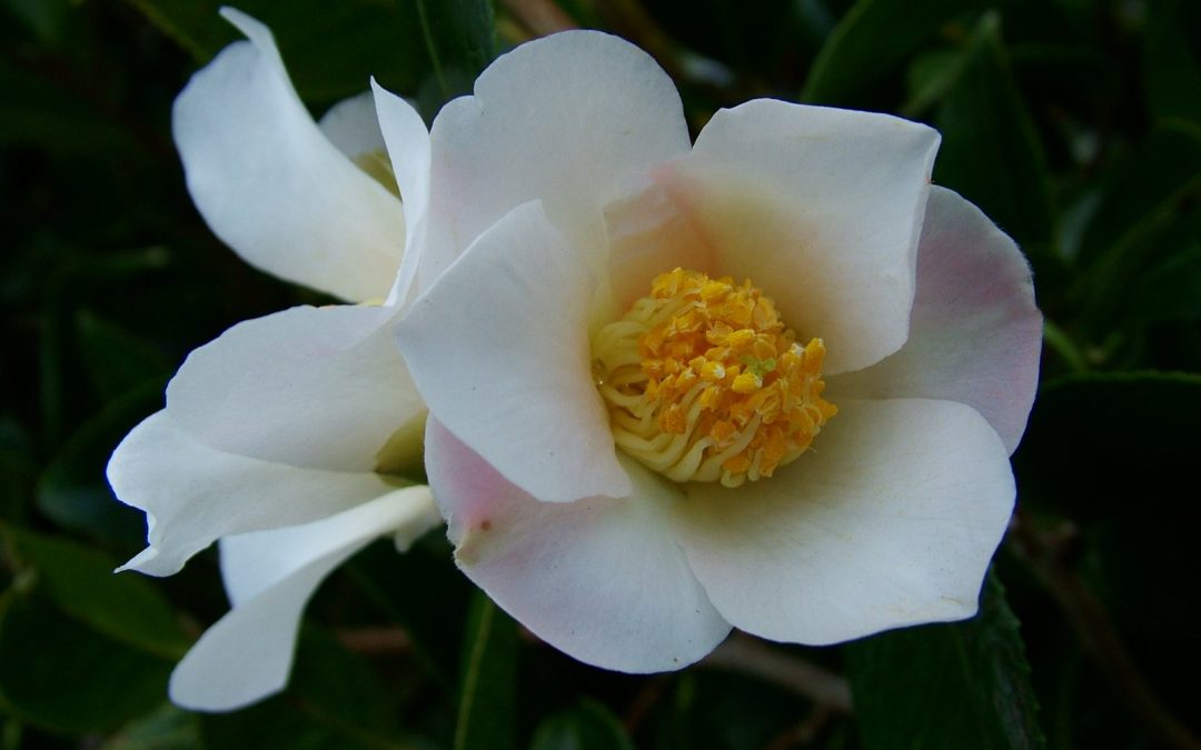 x williamsii Camellias bred and raised at Caerhays & Burncoose