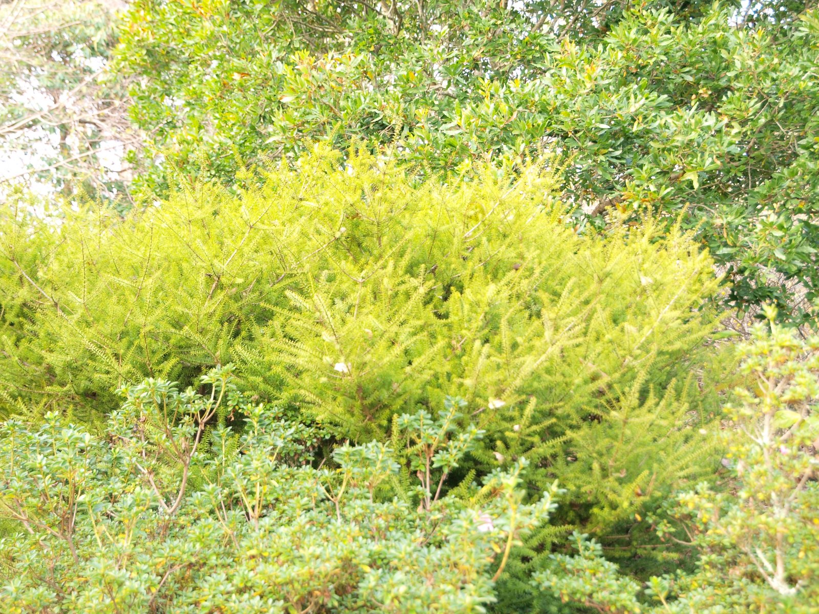 Podocarpus acutifolius 