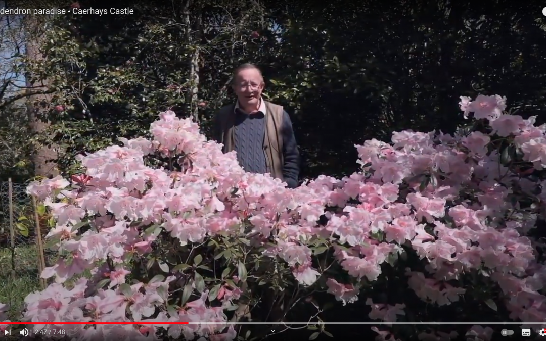 Rhododendron paradise at Caerhays