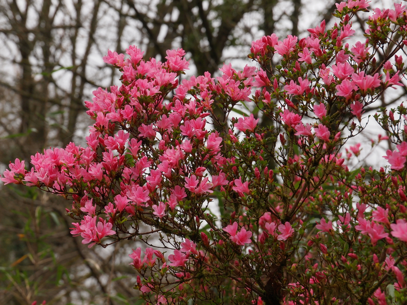 Azalea ‘Kirin’
