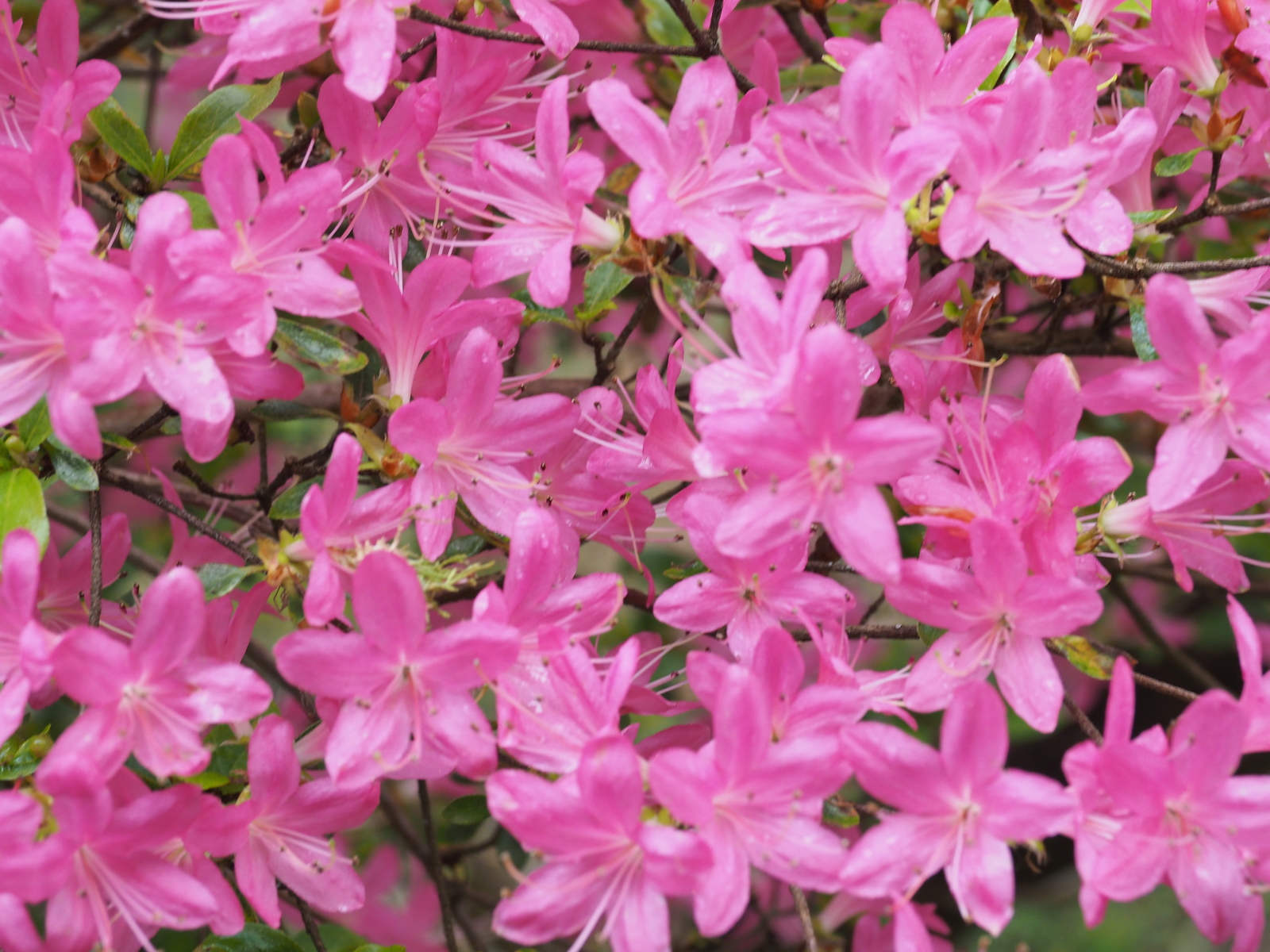 Azalea ‘Saotome’