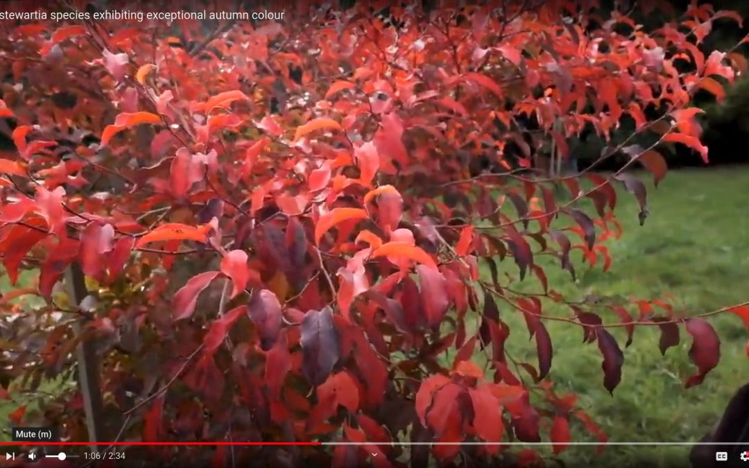 Stewartia colour in late autumn at Caerhays