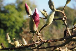 Magnolia todd's forty niner main