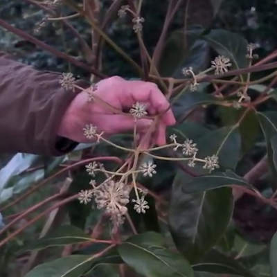 5 Schefflera species in the garden