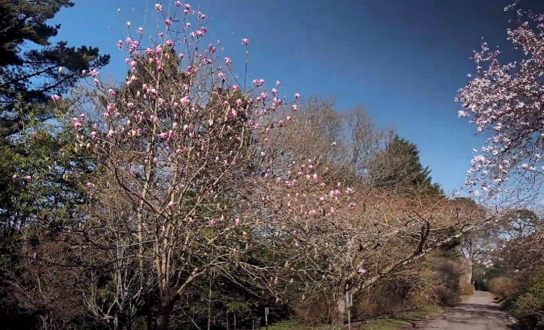 Magnolias on the drive in March