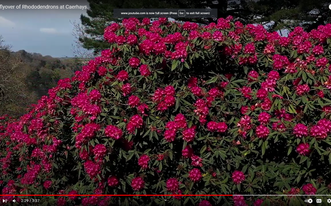 Aerial flyover of gardens – featuring the Rhododendrons