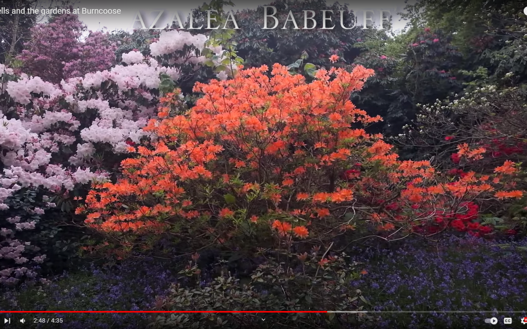 Azaleas & Bluebells in Burncoose Gardens