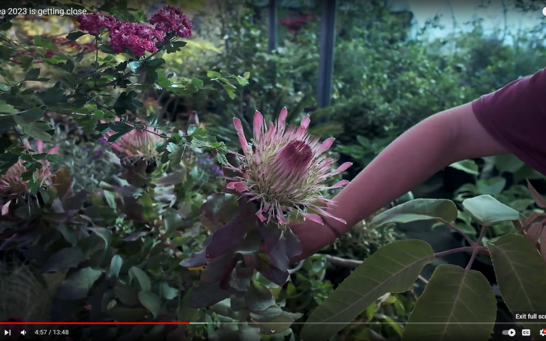 chelsea protea