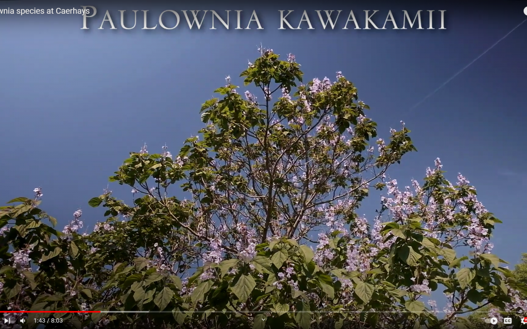 Paulownia species at Caerhays
