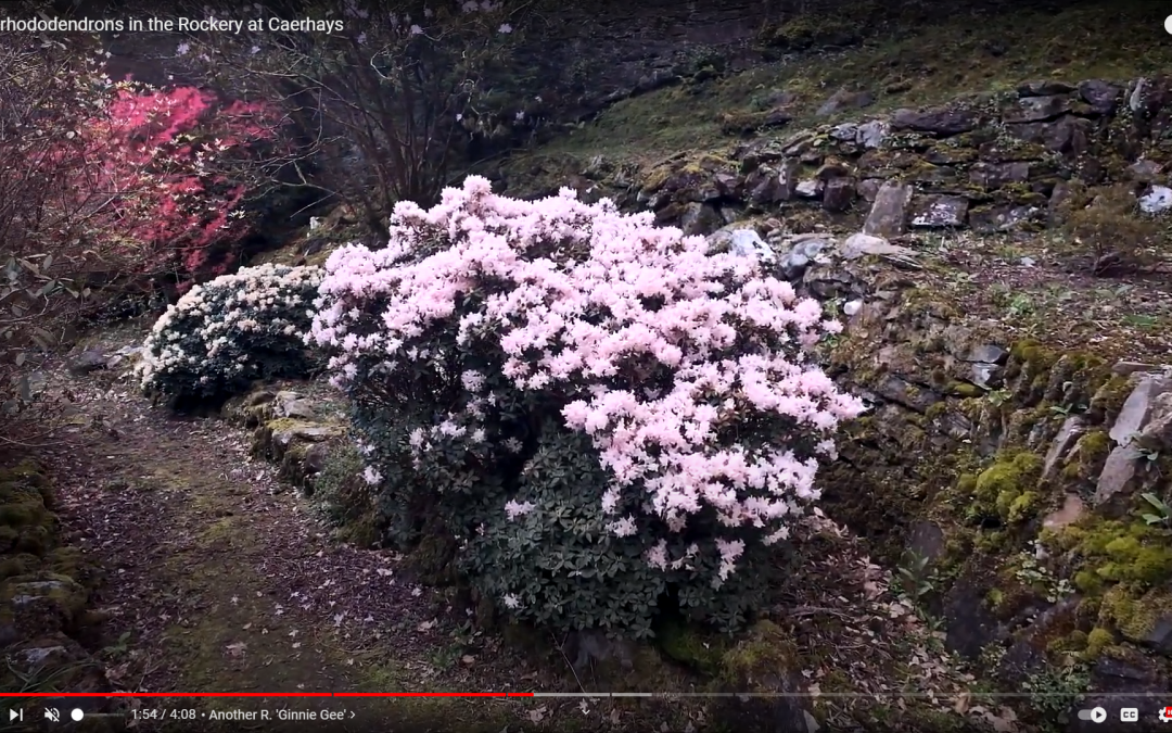 Dwarf Rhododendrons in the Rockery