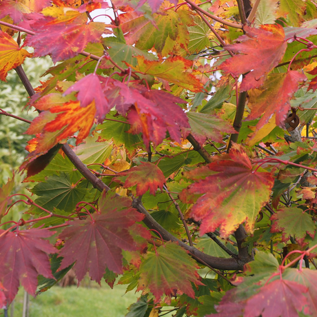 Acers/Maples