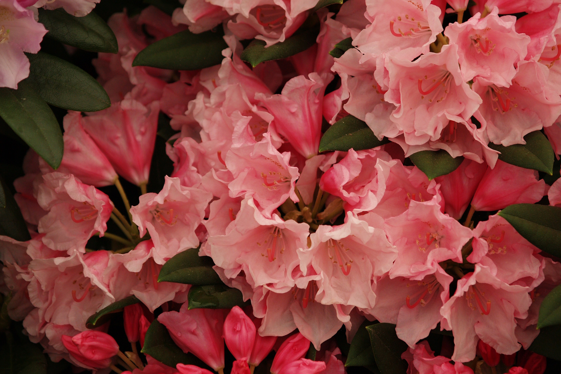 Rhododendron 'Birthday Girl' main