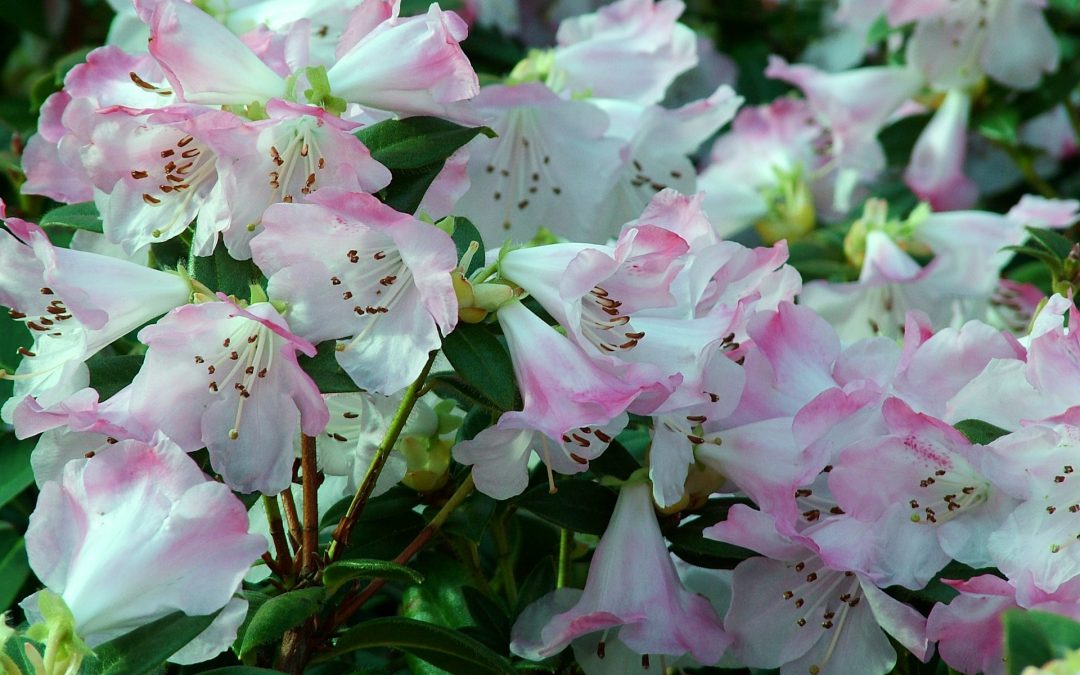 Rhododendrons