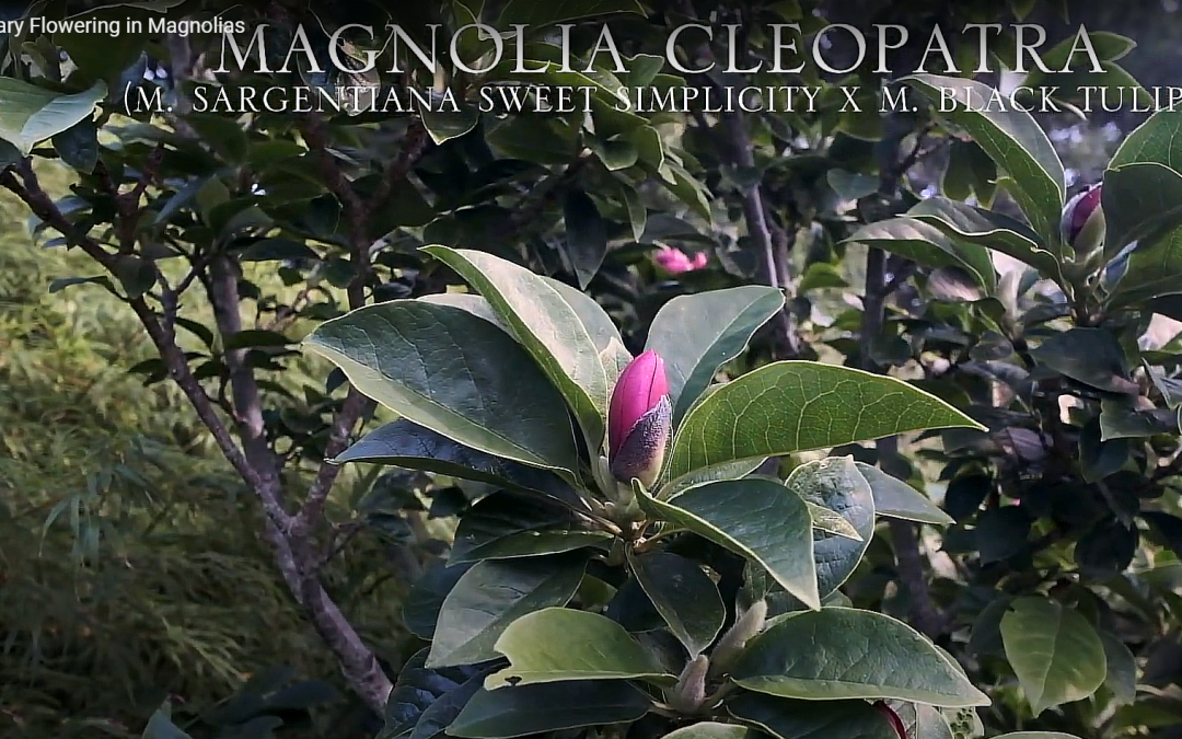 Secondary flowering in Magnolias