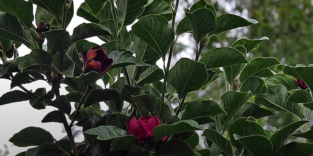 Secondary Flowering in Magnolias – Part 2