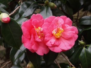 Camellia 'Lady Clare'