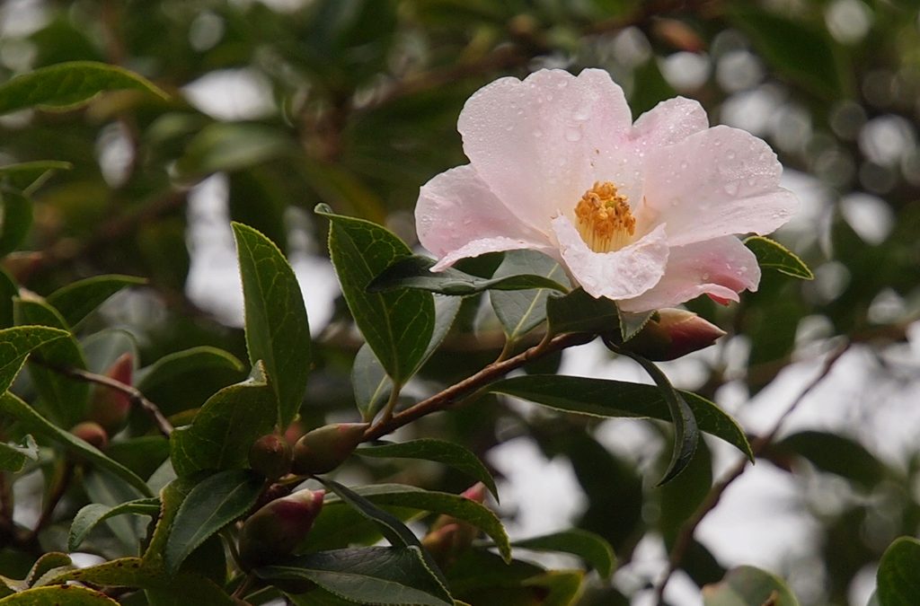 Camellia saluensis