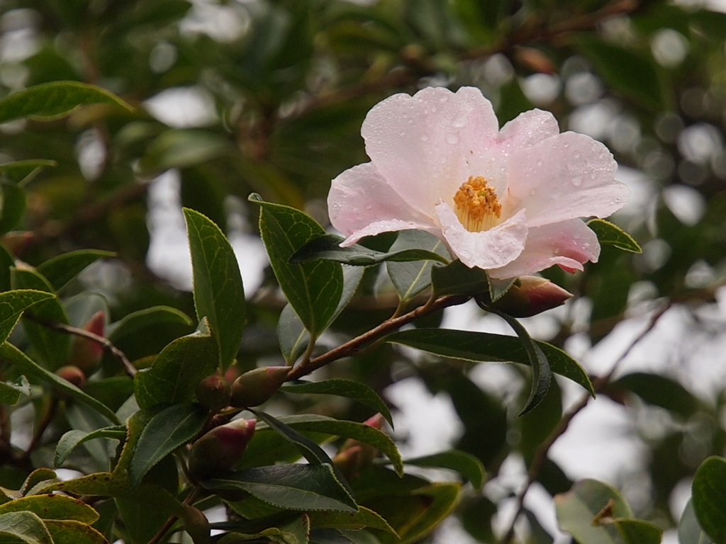 ICS Award for Caerhays Camellias | Caerhays Estate