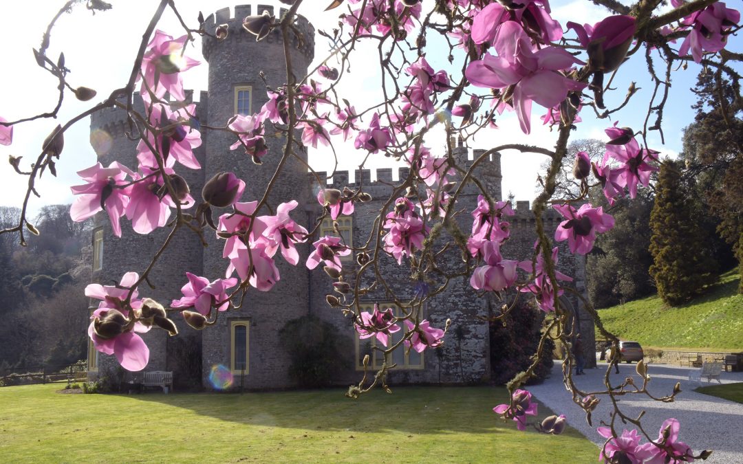 Spring Has Arrived At Caerhays 