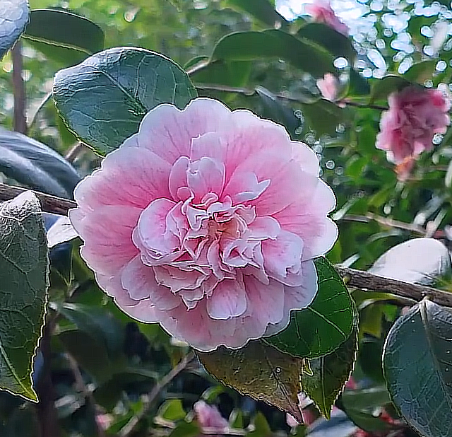 Camellias on the drive ready for opening