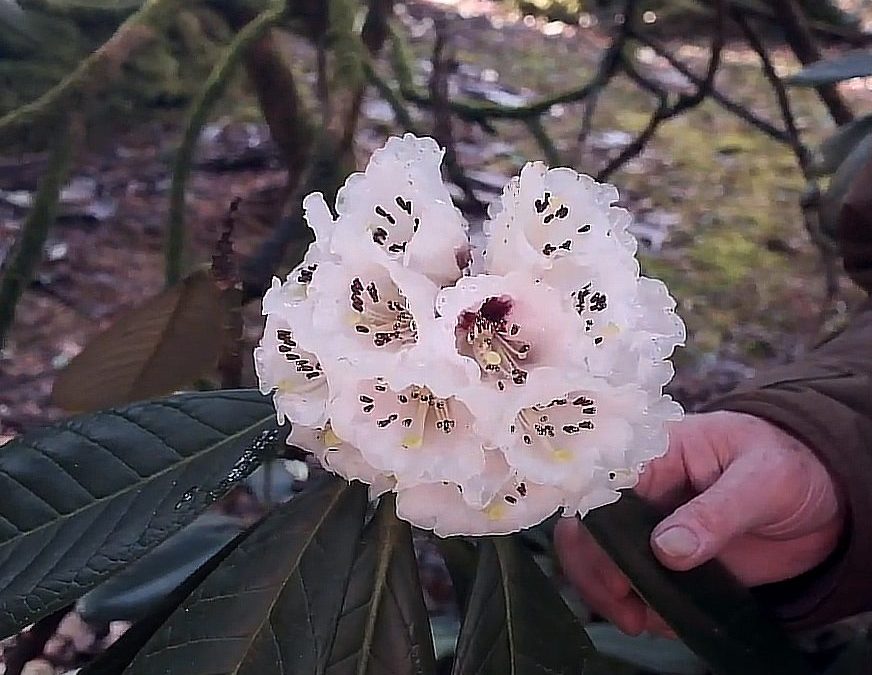 Large flowering rhodie