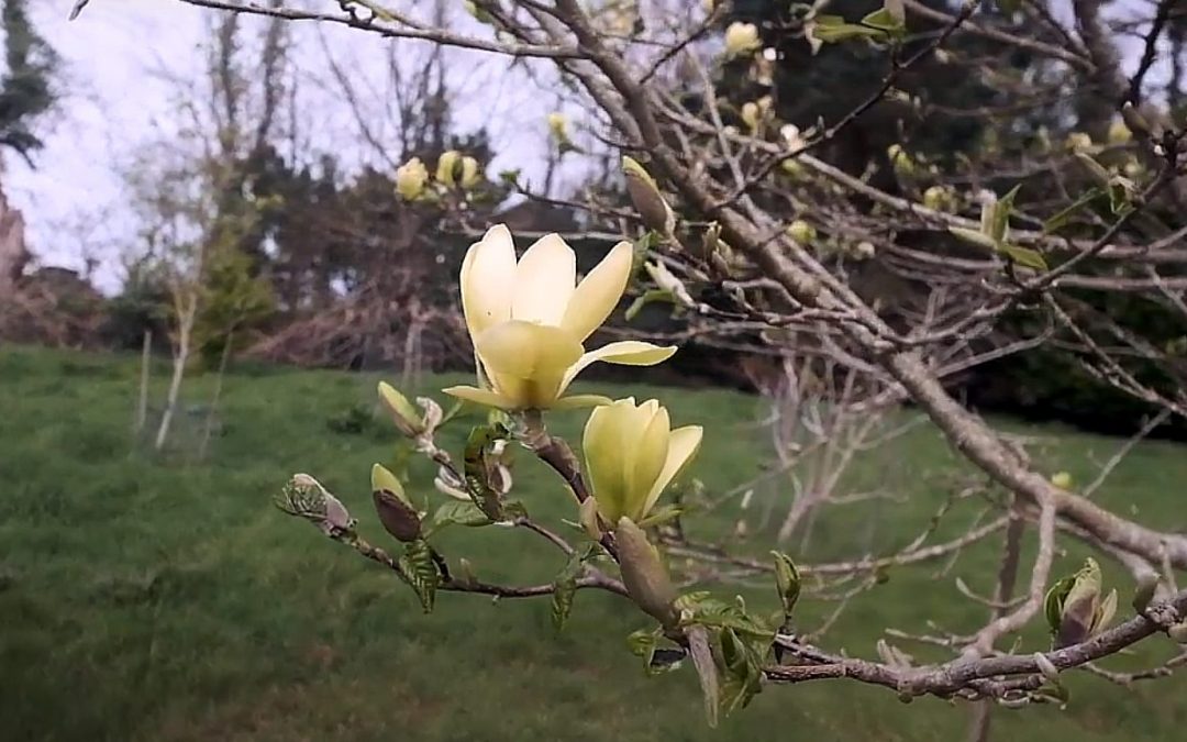 Yellow Magnolias are out