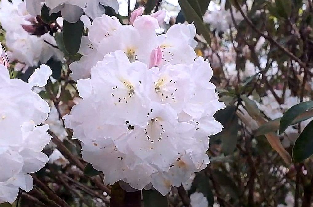 Rhododendron loderi at Caerhays