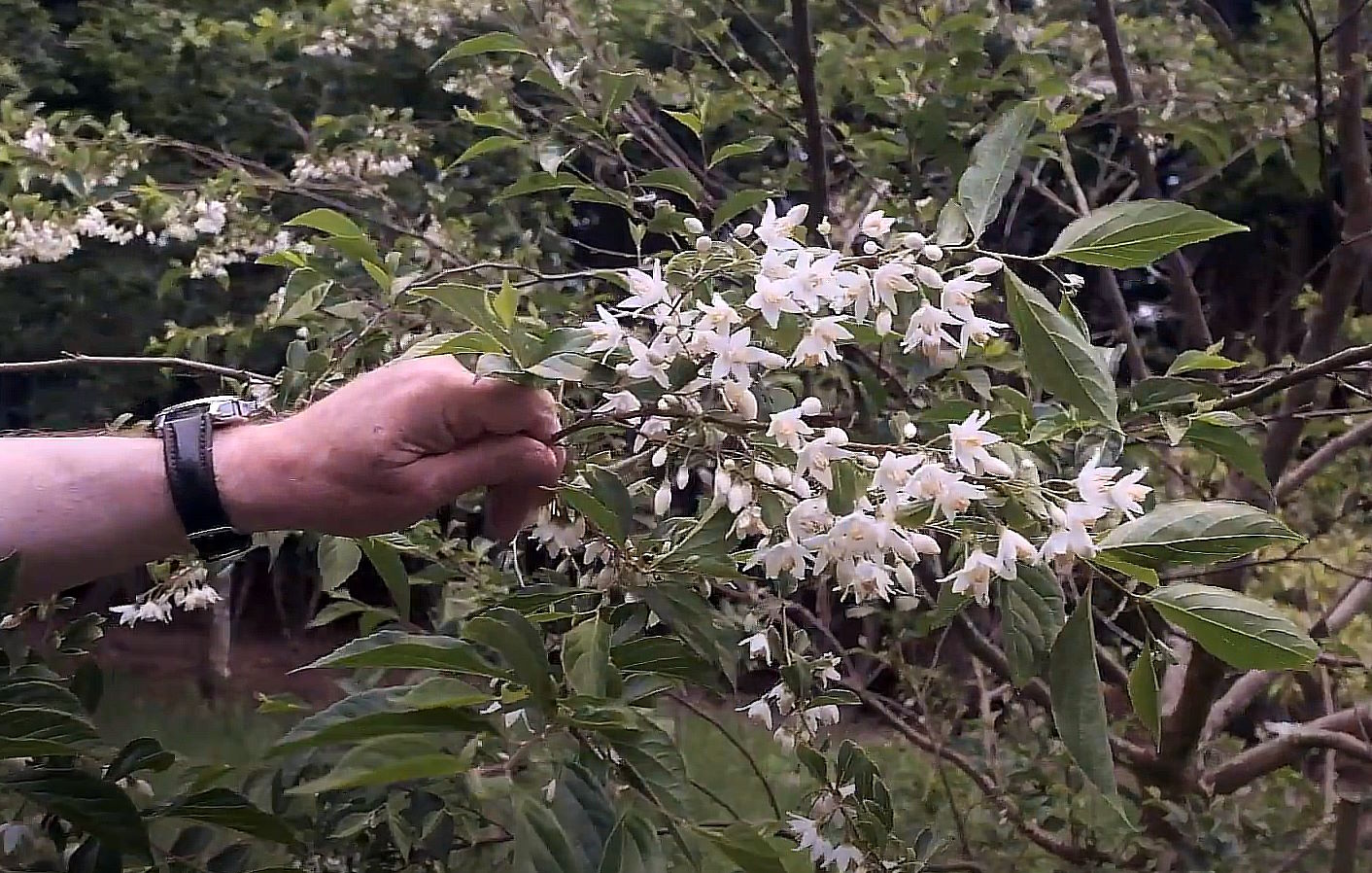styrax japonicus purple dress STYRAX japonicus 'Purple Dress'