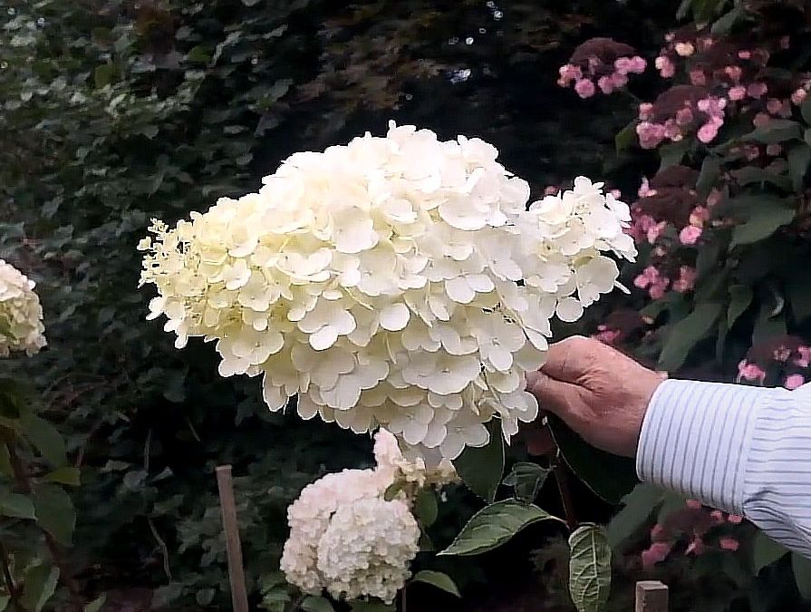 Hydrangea paniculata 'Polar Bear'