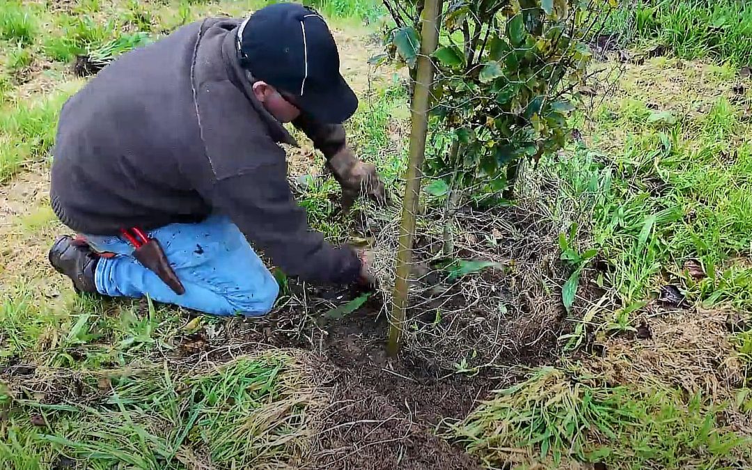 Clearing weeds around tree