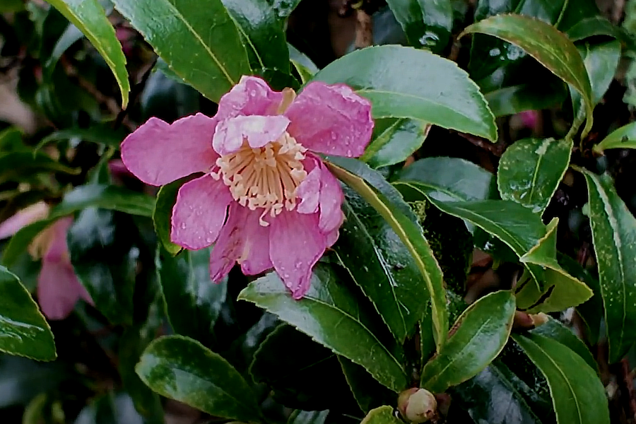 ICS Awards for Historic Camellias