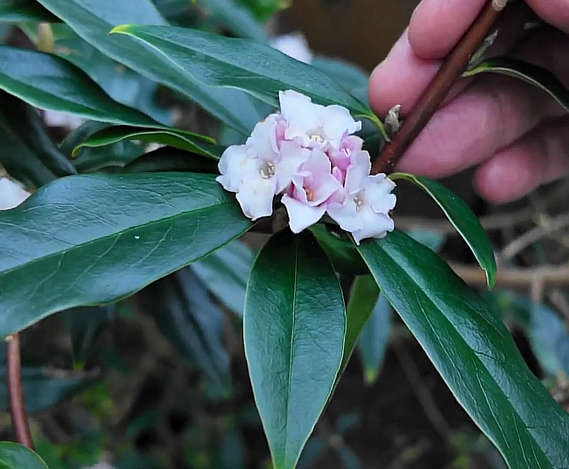 Daphne bholua 'Jacqueline Postill'