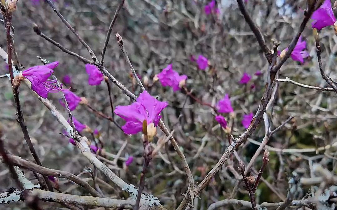 rhododendron mucronulatum