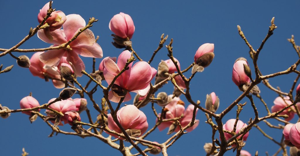 Magnolia campbellii 'Sidbury'